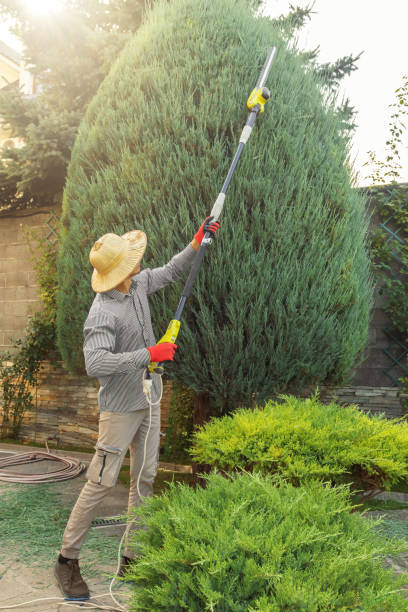 Professional Tree Care  in Bonners Ferry, ID